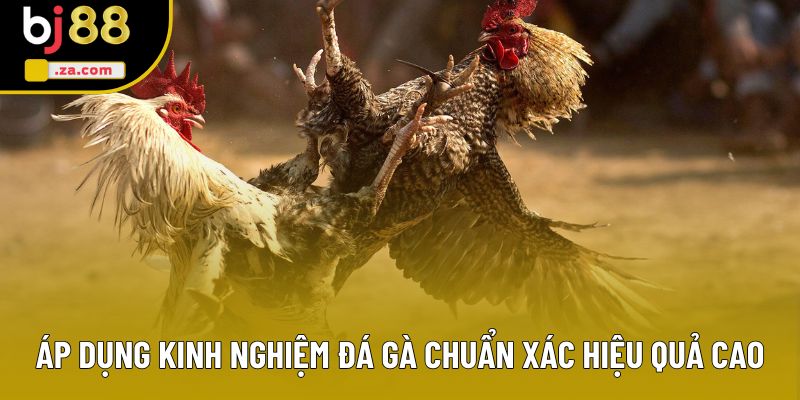 Áp dụng kinh nghiệm đá gà chuẩn xác hiệu quả cao Áp dụng kinh nghiệm đá gà chuẩn xác hiệu quả cao