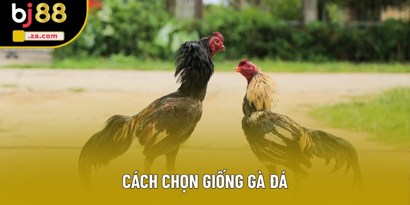 Cách Chọn Giống Gà Đá - Tuyệt Chiêu Sở Hữu Chiến Kê Tài Năng 2025 1 Cách Chọn Giống Gà Đá Nhiều Người Tìm Hiểu Nhất Hiện Nay