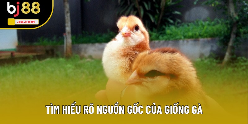 Tìm hiểu rõ nguồn gốc của giống gà Tìm hiểu rõ nguồn gốc của giống gà