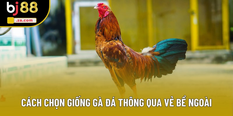 Cách chọn giống gà đá thông qua vẻ bề ngoài Cách chọn giống gà đá thông qua vẻ bề ngoài