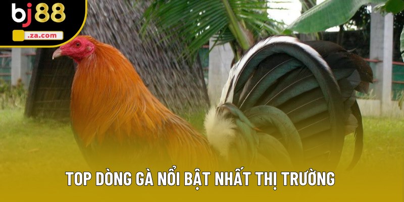 Top dòng gà nổi bật nhất thị trường Top dòng gà nổi bật nhất thị trường