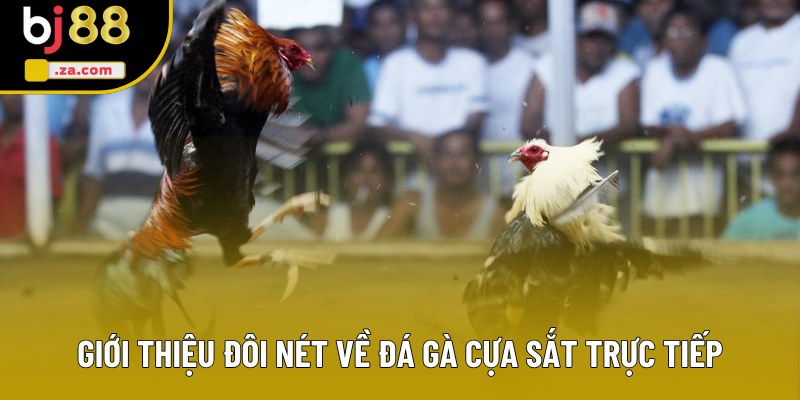 Giới thiệu đôi nét về đá gà cựa sắt trực tiếp Giới thiệu đôi nét về đá gà cựa sắt trực tiếp