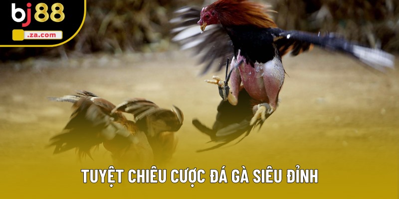 Tuyệt chiêu cược đá gà siêu đỉnh Tuyệt chiêu cược đá gà siêu đỉnh
