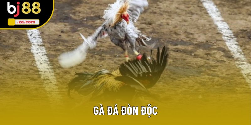 Gà Đá Đòn Độc - Những Chiến Thuật Giúp Bạn Vươn Tới Đỉnh Cao 1 Gà Đá Đòn Độc - Khám Phá Nghệ Thuật Chiến Đấu Hấp Dẫn