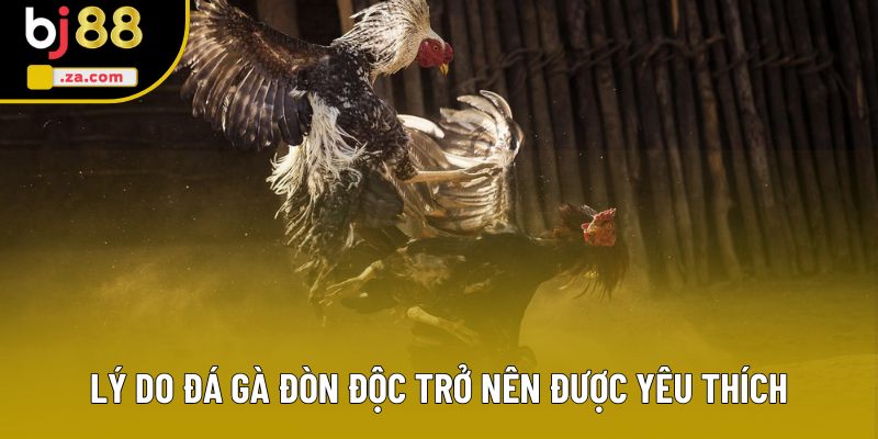 Lý do gà đá đòn độc trở nên được yêu thích Lý do gà đá đòn độc trở nên được yêu thích